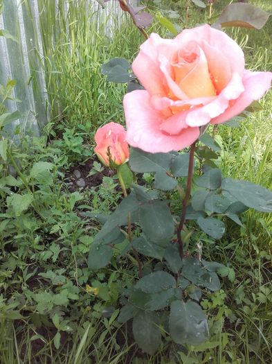 20160611_180519 - Trandafiri 2016