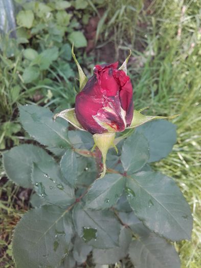 20160611_180533 - Trandafiri 2016