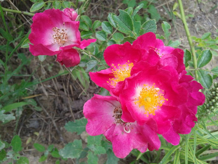 20160611_160802 - American Pillar Rose