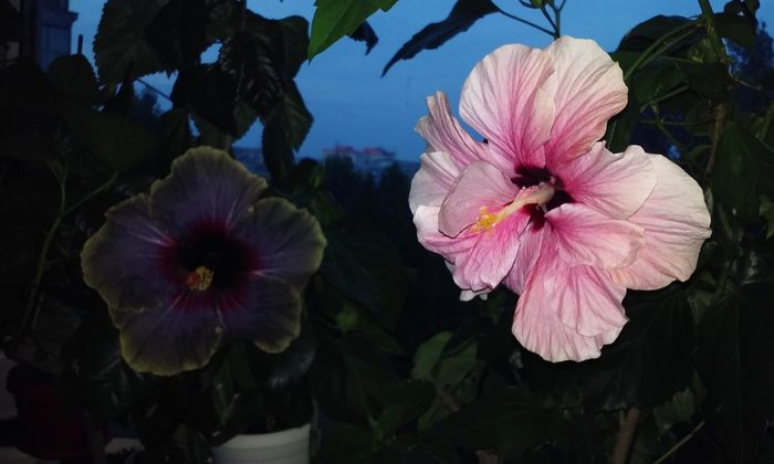 20160611_205903 - Hibiscusi