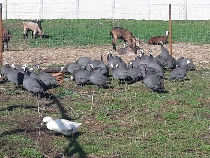 image - OFERTA PRODUSE DE LA TARA - PASARI DE CURTE