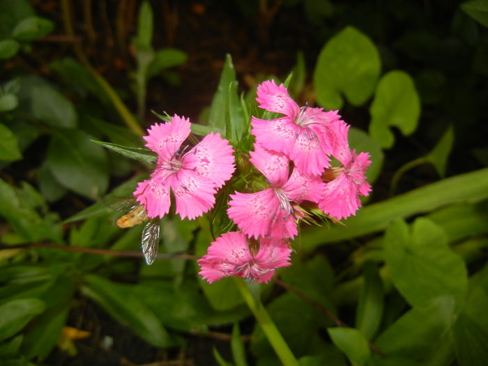 Dianthus barbatus (2016, June 02)