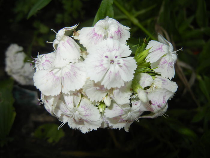 Dianthus barbatus (2016, June 02) - Dianthus Barbatus