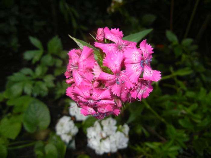 Dianthus barbatus (2016, June 04)