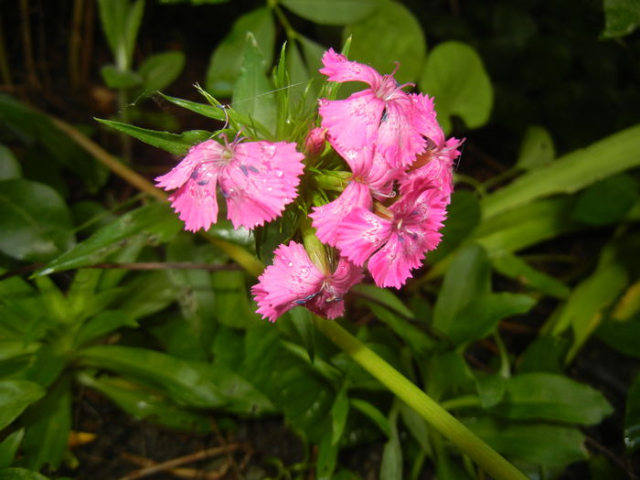 Dianthus barbatus (2016, June 04) - Dianthus Barbatus