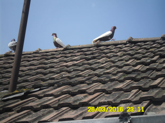 2 frati Aramii