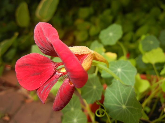 Dark Red Nasturtium (2016, June 05)