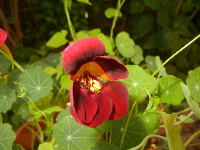 Dark Red Nasturtium (2016, June 05) - NASTURTIUM Tropaeolum