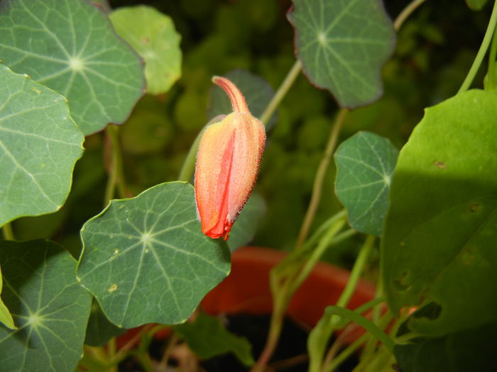 Red Nasturtium (2016, June 05) - NASTURTIUM Tropaeolum