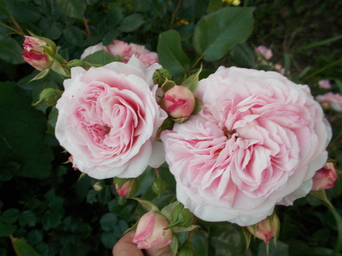 DSCN5495
