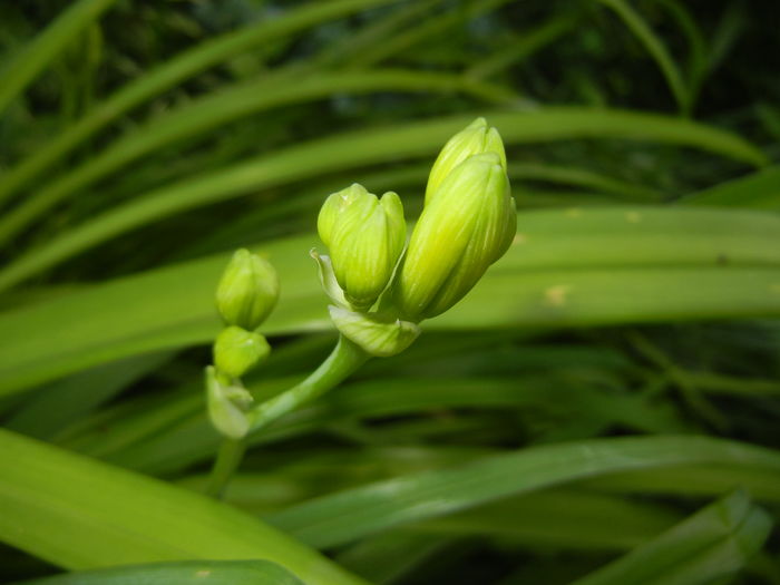 Hemerocallis Stella de Oro (2016, Jun.04) - Hemerocallis Stella de Oro