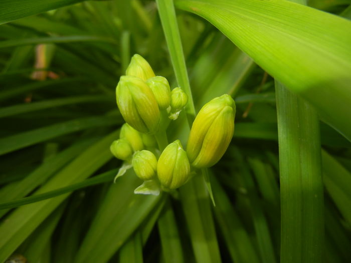 Hemerocallis Stella de Oro (2016, Jun.04)