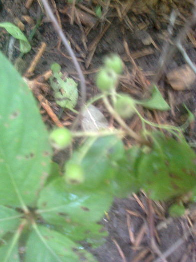 Butasi de aronia Hugin,cu fructe,pusi in toamna,11.06.2016 - Gradina mea