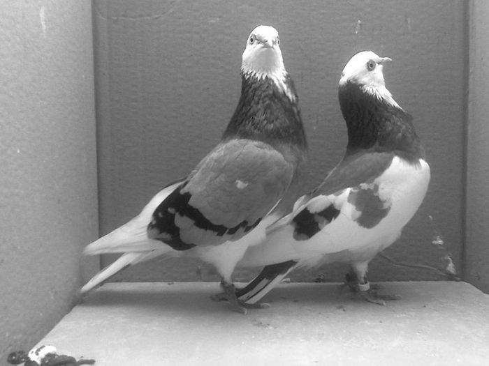 13445607_291698527836486_434586013055728004_n