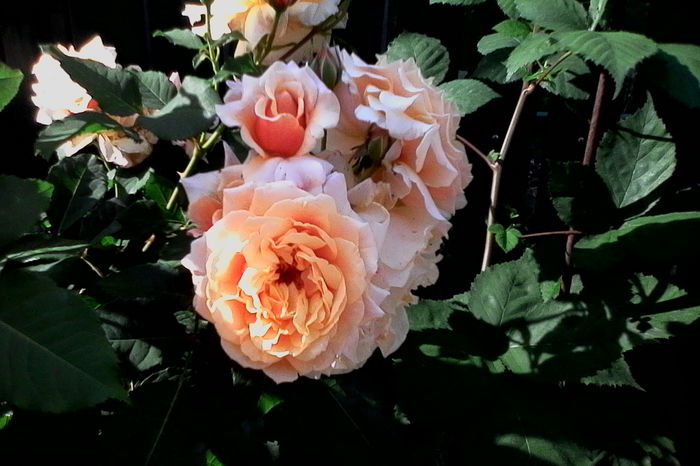 IMG_20160612_092701 - 5Vara 2016