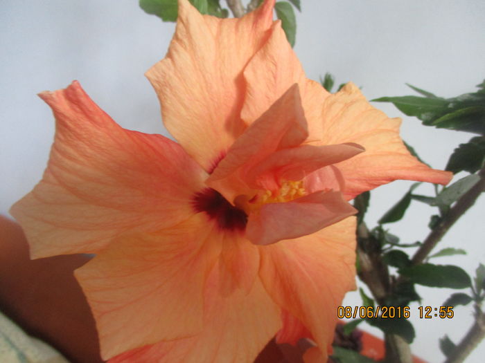 IMG_3493 - Florile mele iunie 2016