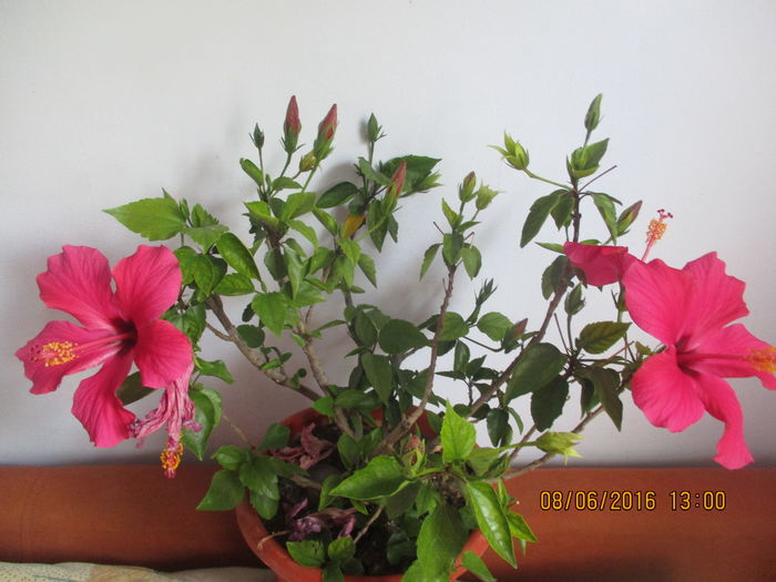 IMG_3494 - Florile mele iunie 2016