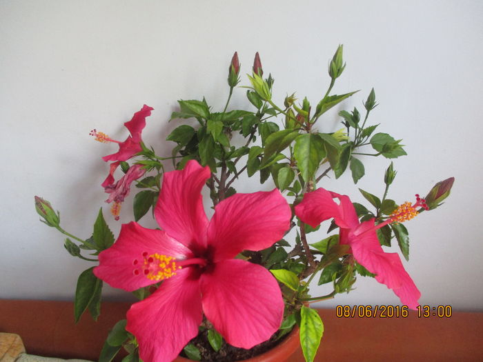 IMG_3495 - Florile mele iunie 2016