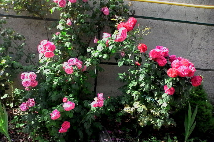 IMG_20160612_092619 - 5Vara 2016