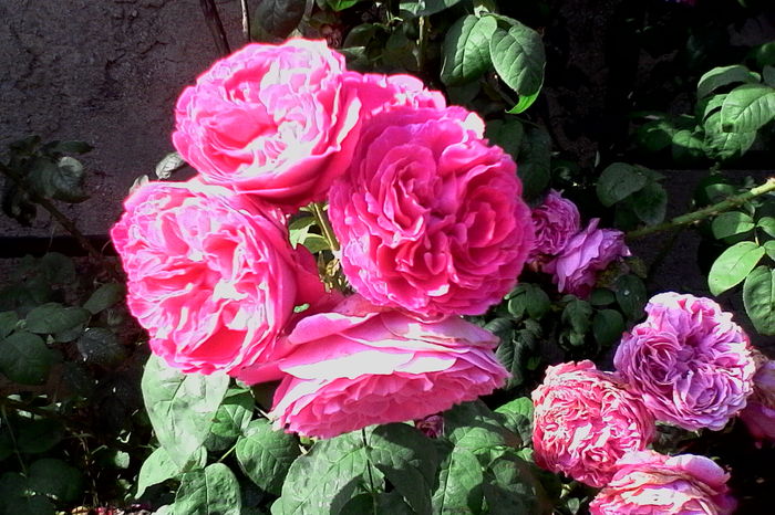 IMG_20160612_092608 - 5Vara 2016