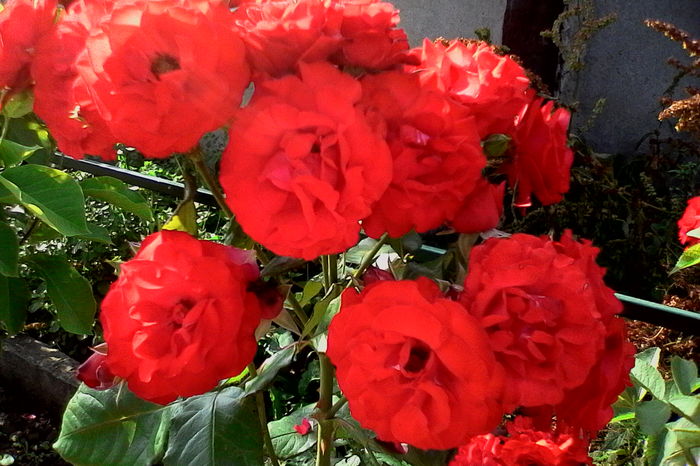 IMG_20160612_092531 - 5Vara 2016