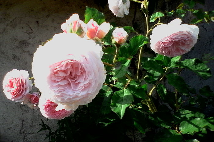 IMG_20160612_092516 - 5Vara 2016