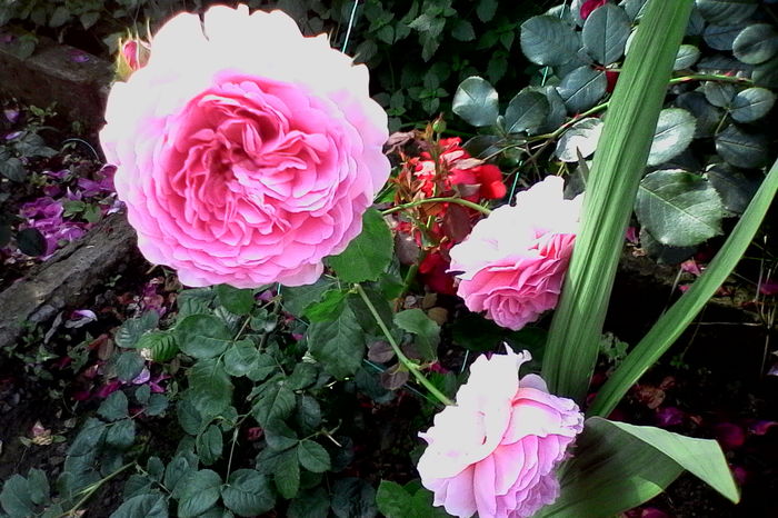 IMG_20160612_092447 - 5Vara 2016