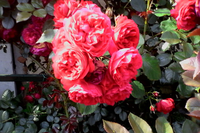 IMG_20160612_092500 - 5Vara 2016