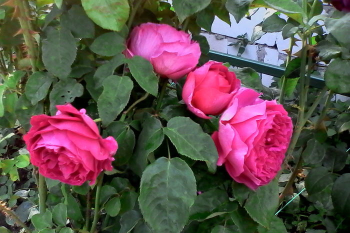 IMG_20160612_092438 - 5Vara 2016