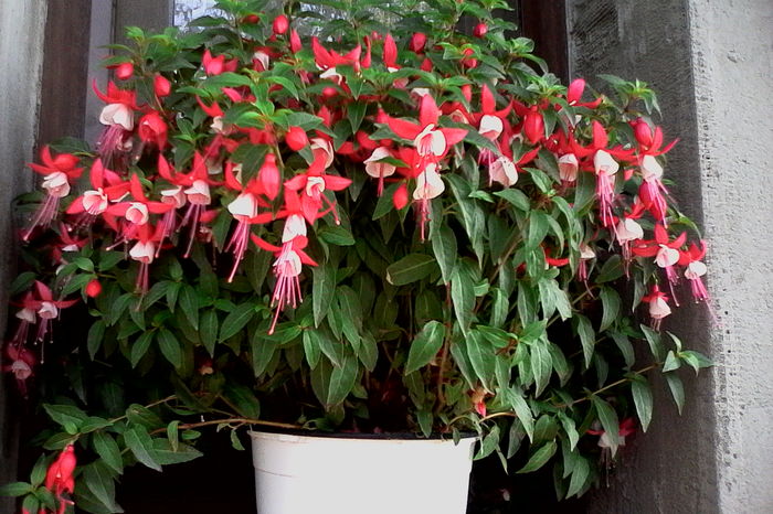 IMG_20160612_092409 - 5Vara 2016