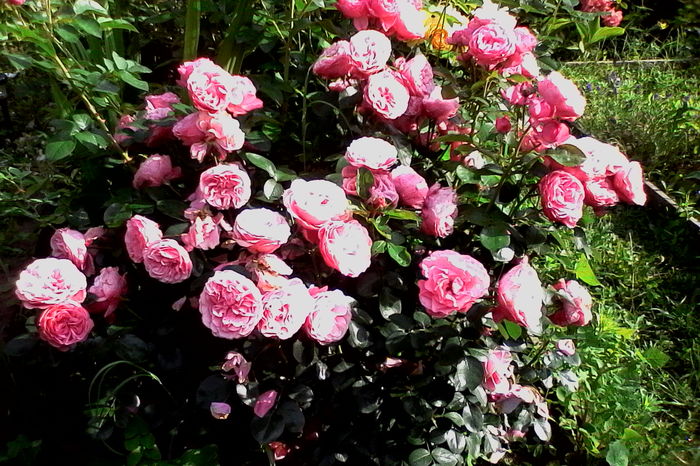 IMG_20160612_092322 - 5Vara 2016