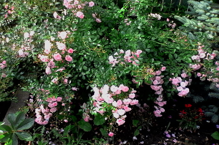 IMG_20160612_092313 - 5Vara 2016