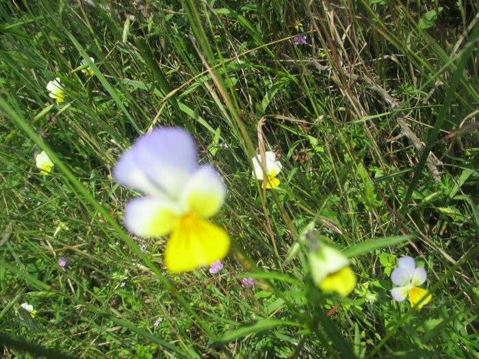 IMG_3537
