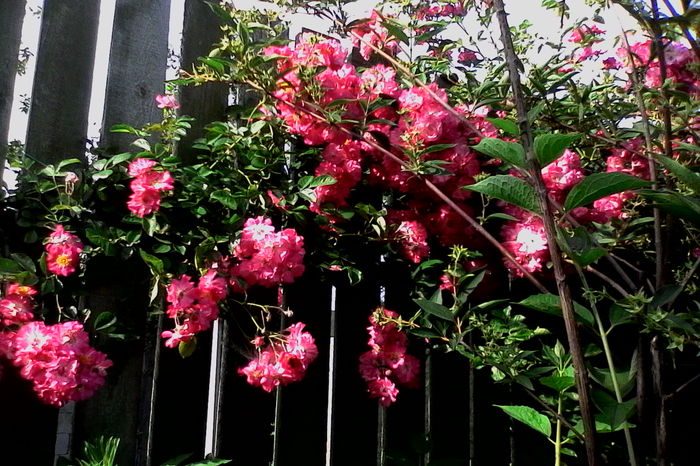 IMG_20160612_092151 - 5Vara 2016