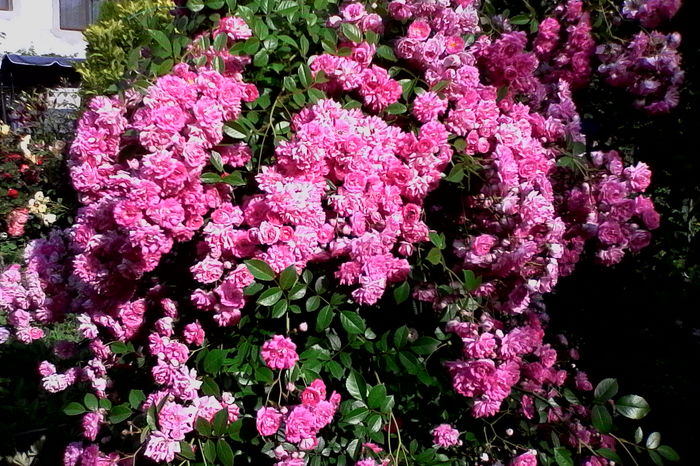 IMG_20160612_092140 - 5Vara 2016