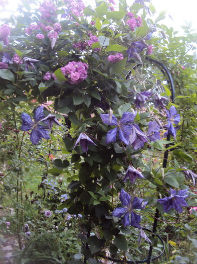 DSC03922 - CLEMATITE