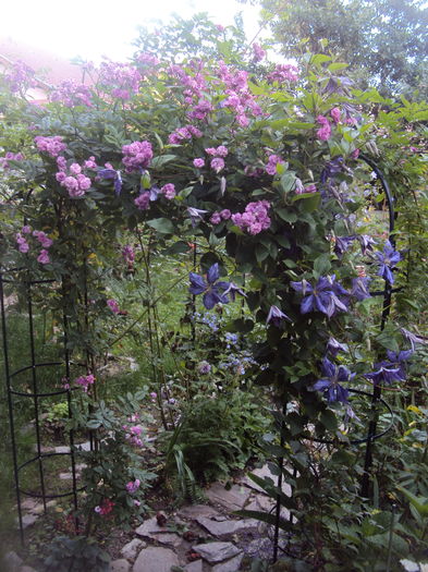Tie Dye cu Rosemary Viaud - CLEMATITE