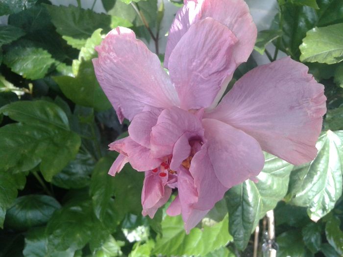 20160612_091834 - HIBISCUS 2016