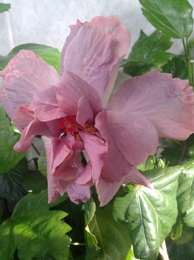 20160612_091841 - HIBISCUS 2016