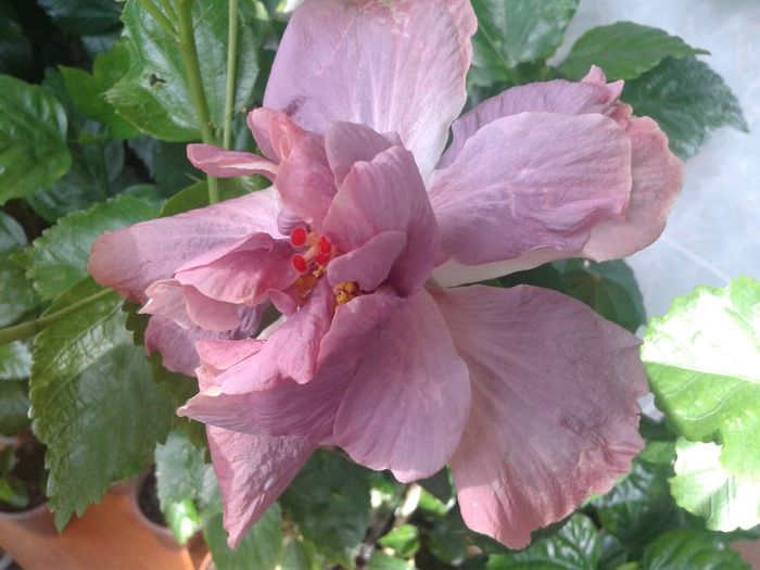 20160612_092139 - HIBISCUS 2016