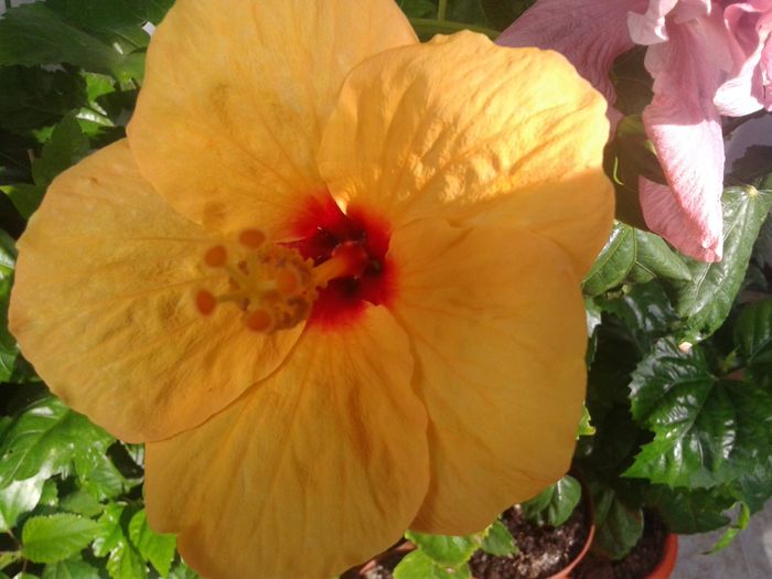 20160612_092151 - HIBISCUS 2016