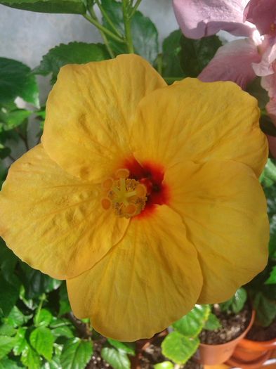 20160612_092158 - HIBISCUS 2016