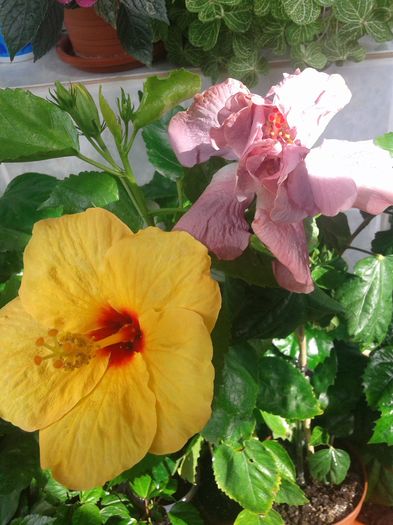 20160612_092111 - HIBISCUS 2016