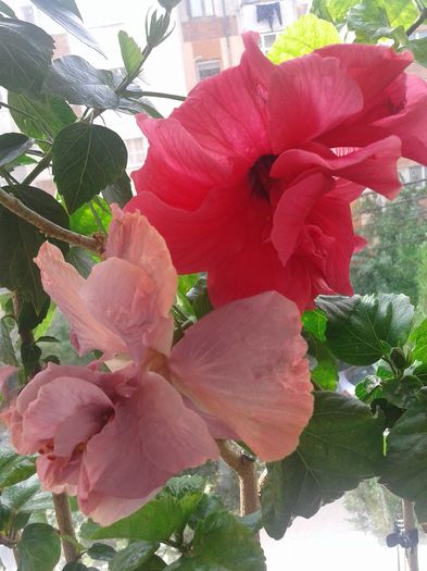 20160612_091728 - HIBISCUS 2016
