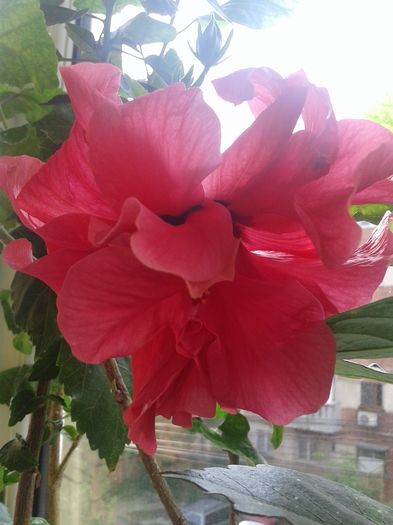 20160612_091541 - HIBISCUS 2016