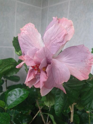 20160612_091516 - HIBISCUS 2016