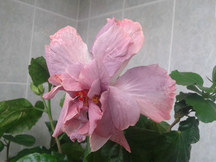 20160612_091456 - HIBISCUS 2016