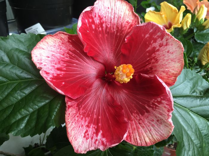 image - Tahitian Marvel