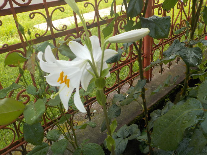 DSCN0027[1] - crini de gradina