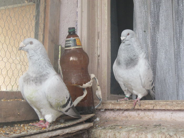 C-CLASS M 2013 SI PARADIS F 2011